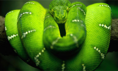 Скачать обои на рабочий стол: Зеленый змей
