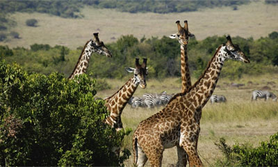 Скачать обои: Семья жирафов