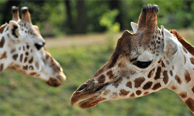 Скачать обои: Два жирафа
