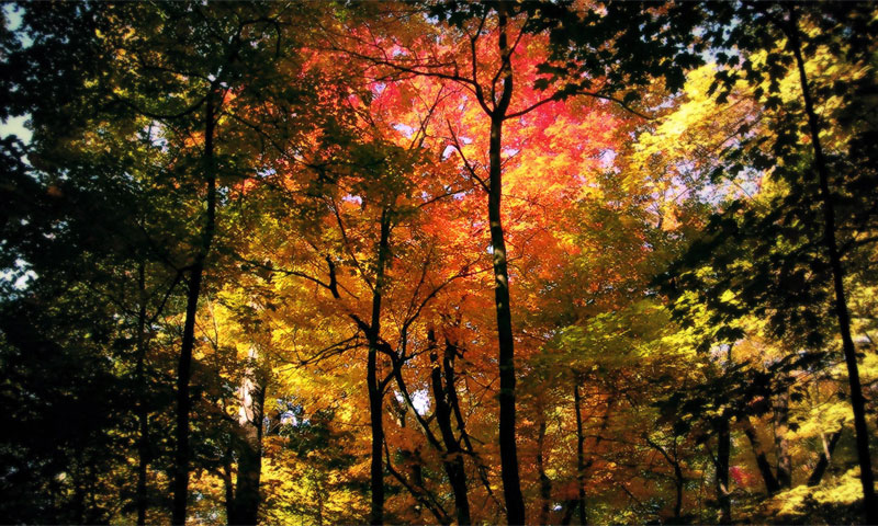Осенний Лес Фото Бесплатно