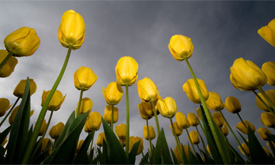 Скачать обои на рабочий стол: Желтые тюльпаны в росе
